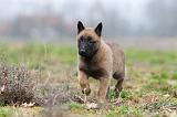 MALINOIS 899